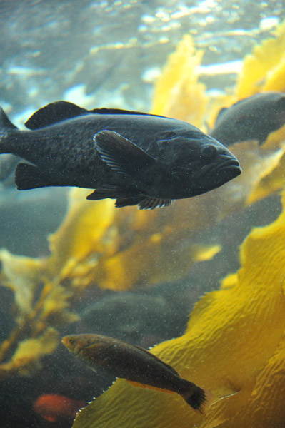 �����ՊC�������̋�