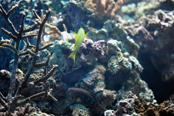 �����ՊC�������̋�