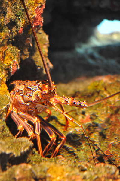 �����ՊC�������̋�