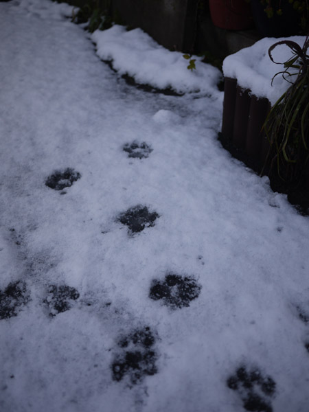 �����̐�i�F�@���̑���