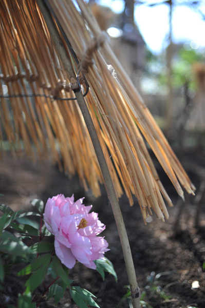 ��쓌�Ƌ{�@�~�ڂ���