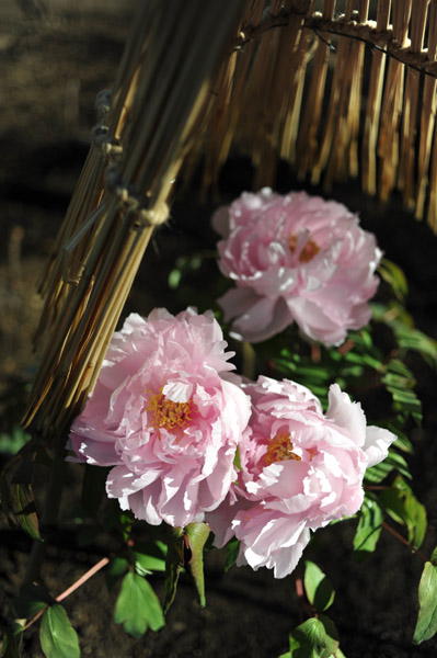 ��쓌�Ƌ{�@�~�ڂ���