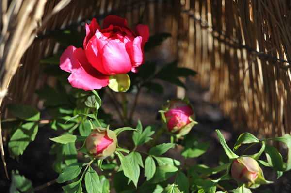 ��쓌�Ƌ{�@�~�ڂ���