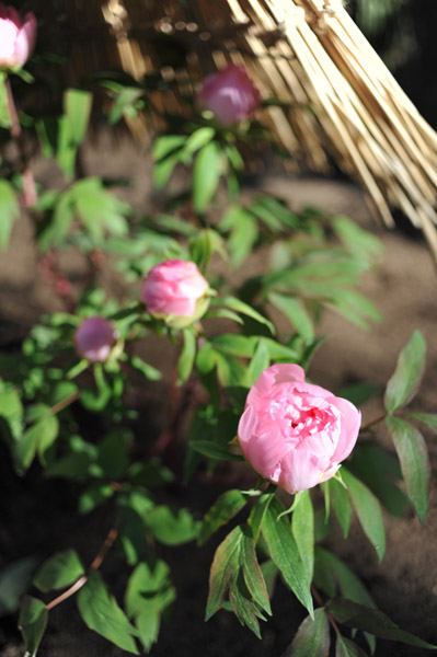 ��쓌�Ƌ{�@�~�ڂ���