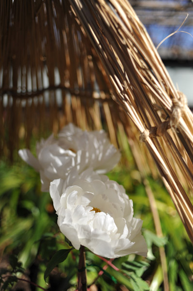 ��쓌�Ƌ{�@�~�ڂ���