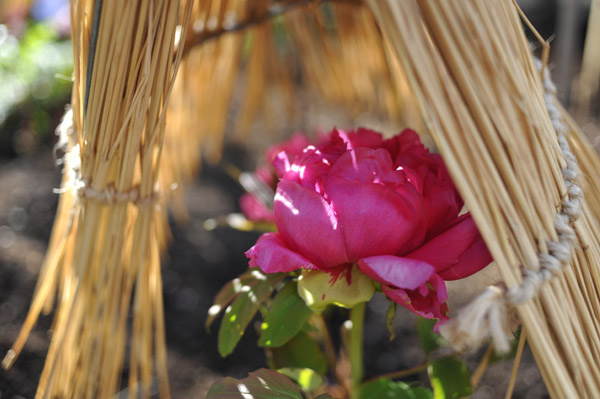 ��쓌�Ƌ{�@�~�ڂ���