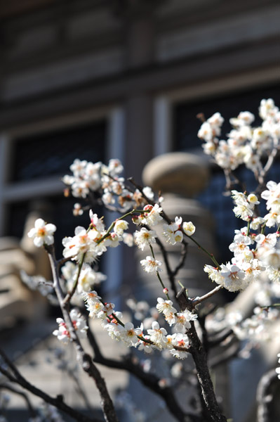 ���{�莛�̔~�̉�