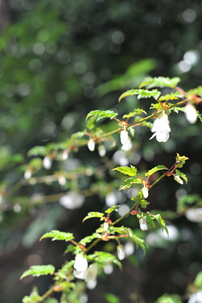 ���ΐ�A����