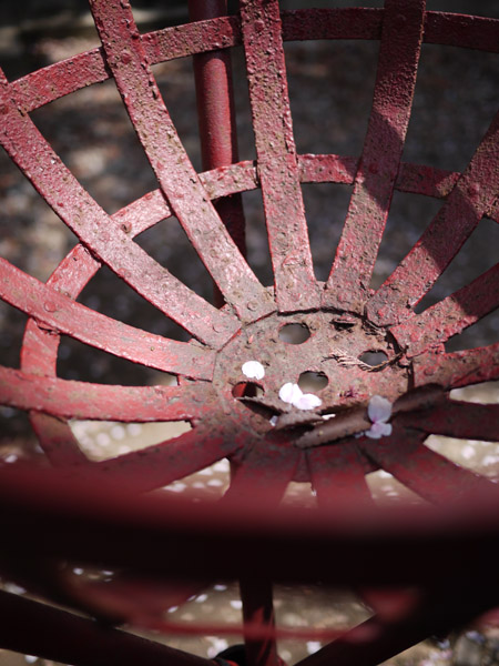 �T�N���`��