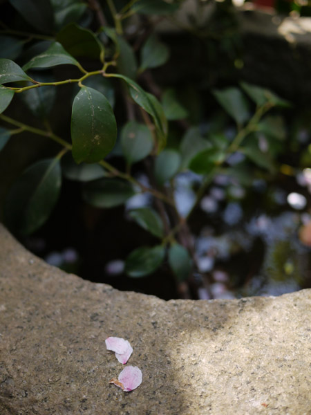 �T�N���`��