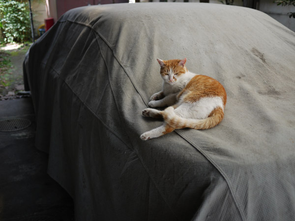 �S�l���̔L