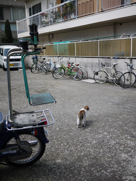 �ǂ��֍s���H