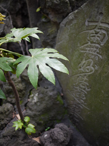 �S���_�Ђ̋����ɂ�