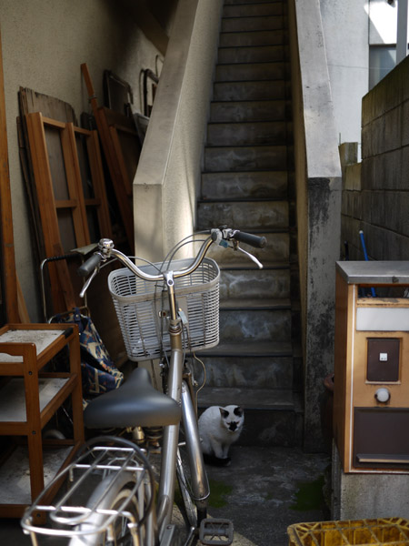 �S���_�Ђ̋����ɂ�