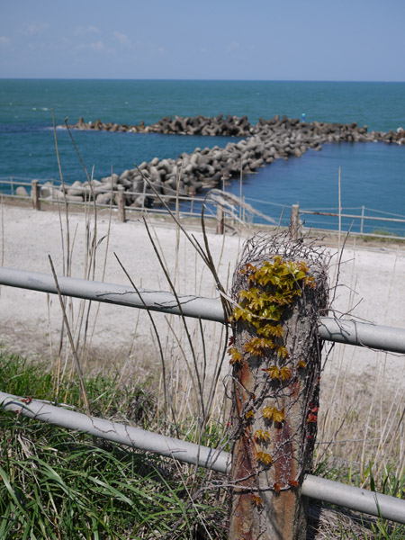 �V���̊C��