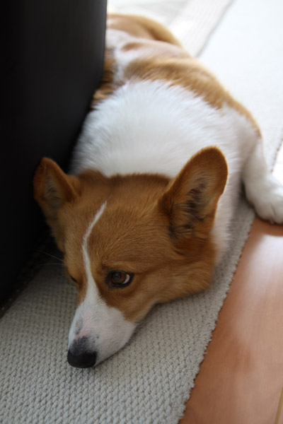 ���Ƃ̂��������