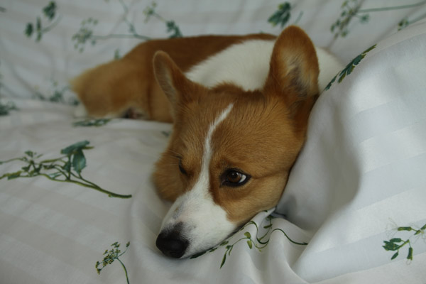 ���Ƃ̂��������