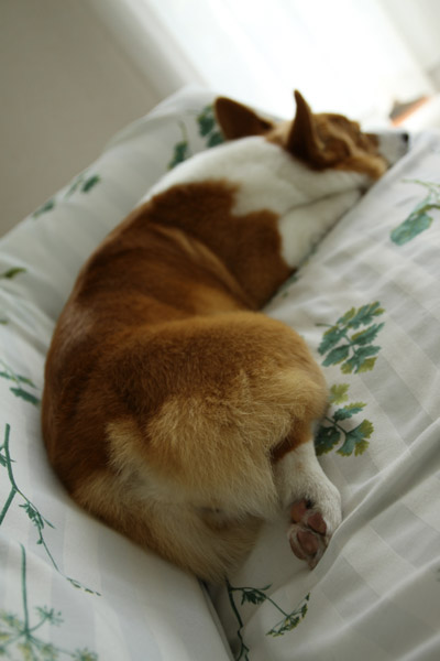 ���Ƃ̂��������