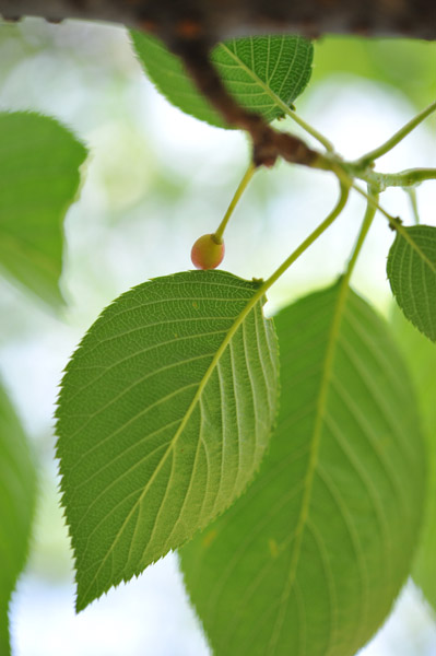 �l���{�뉀