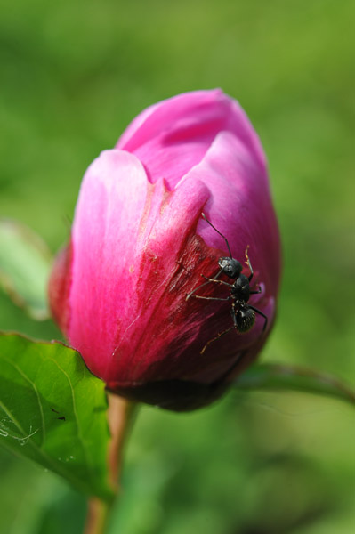 �l���{�뉀