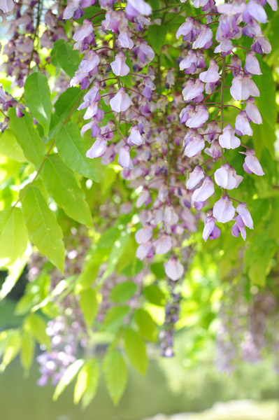 �l���{�뉀