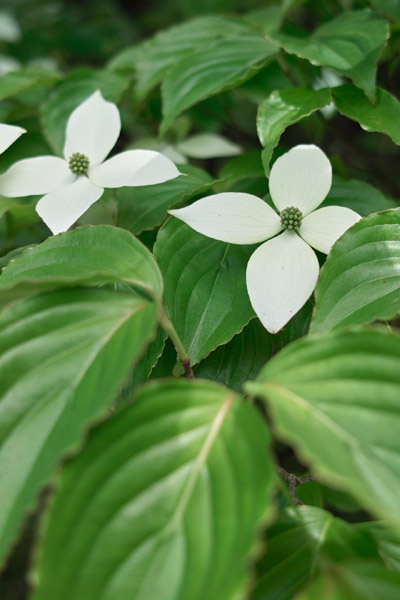 ���a�L�O����