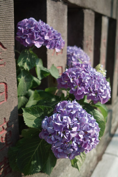 �����Z����F�̃A�W�T�C