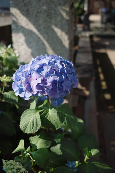 �����Z����F�̃A�W�T�C