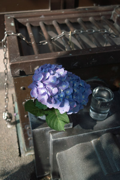 �����Z����F�̃A�W�T�C