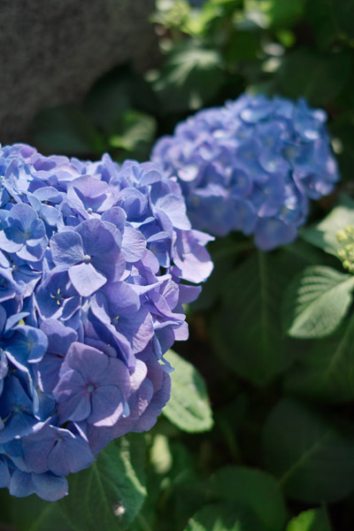 �����Z����F�̃A�W�T�C