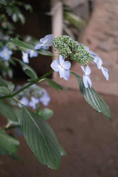 ���V���X��_�Ђ̃A�W�T�C