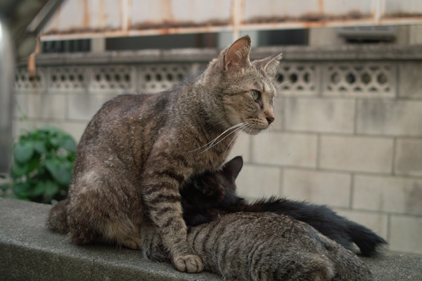 �q�L�ɂ��������܂����L