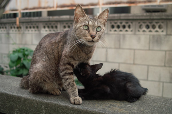 �q�L�ɂ��������܂����L