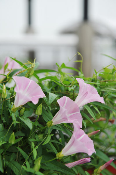 �L���q�D�^�[�~�i���ō炭�A�T�K�I