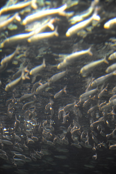 �����ՊC������