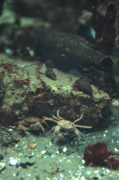 �����ՊC������