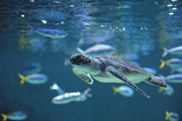 �����ՊC�������̃E�~�K��