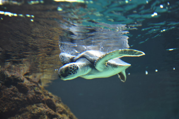 �����ՊC�������̃E�~�K��