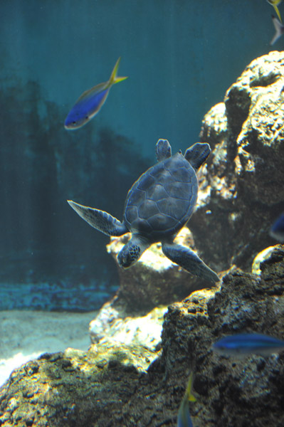 �����ՊC�������̃E�~�K��