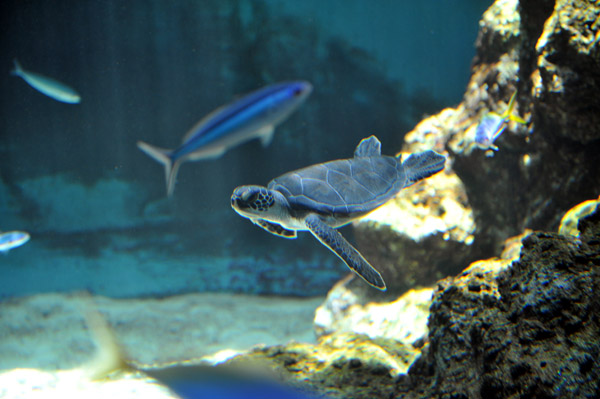 �����ՊC�������̃E�~�K��