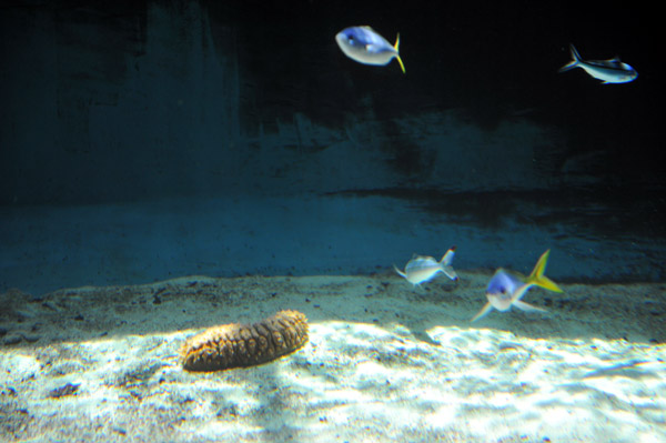 �����ՊC�������̋���i�}�R