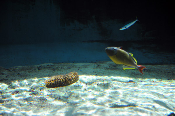 �����ՊC�������̋���i�}�R