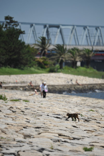 �����ՊC�����̊C�ݕ��i