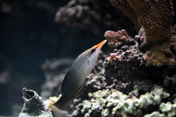 �����ՊC������