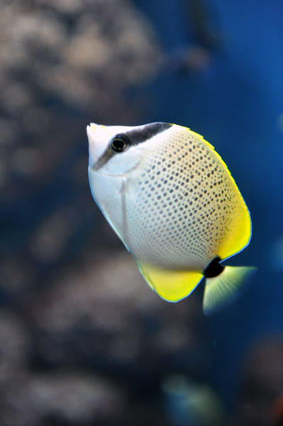 �����ՊC������