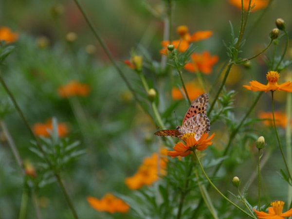 ��X�،����̉Ԓd�ɂ�