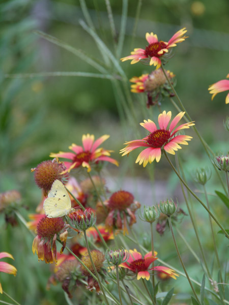 ��X�،����̉Ԓd�ɂ�