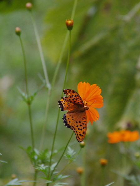 ��X�،����̉Ԓd�ɂ�