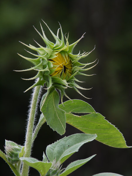 ��X�،����̉Ԓd�ɂ�