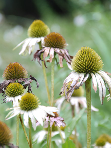 ��X�،����̉Ԓd�ɂ�